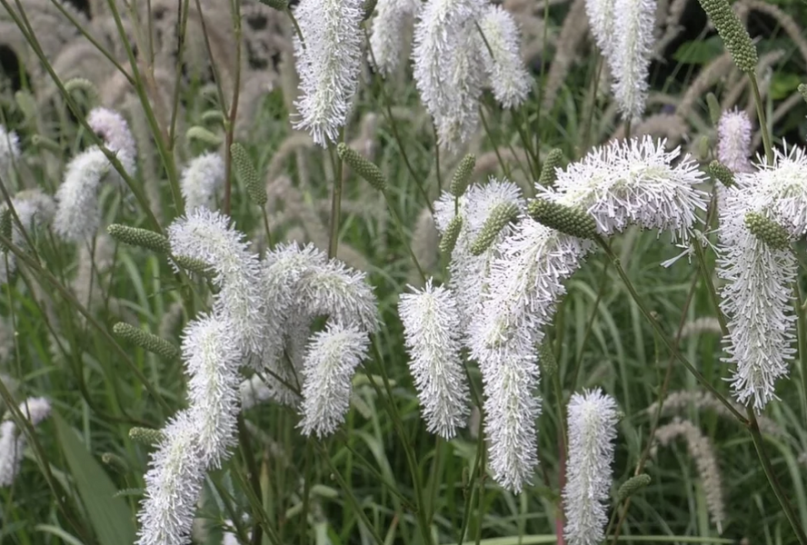 Krvavec 'Burr Blanc' - Sanguisorba hybrida 'Burr Blanc'