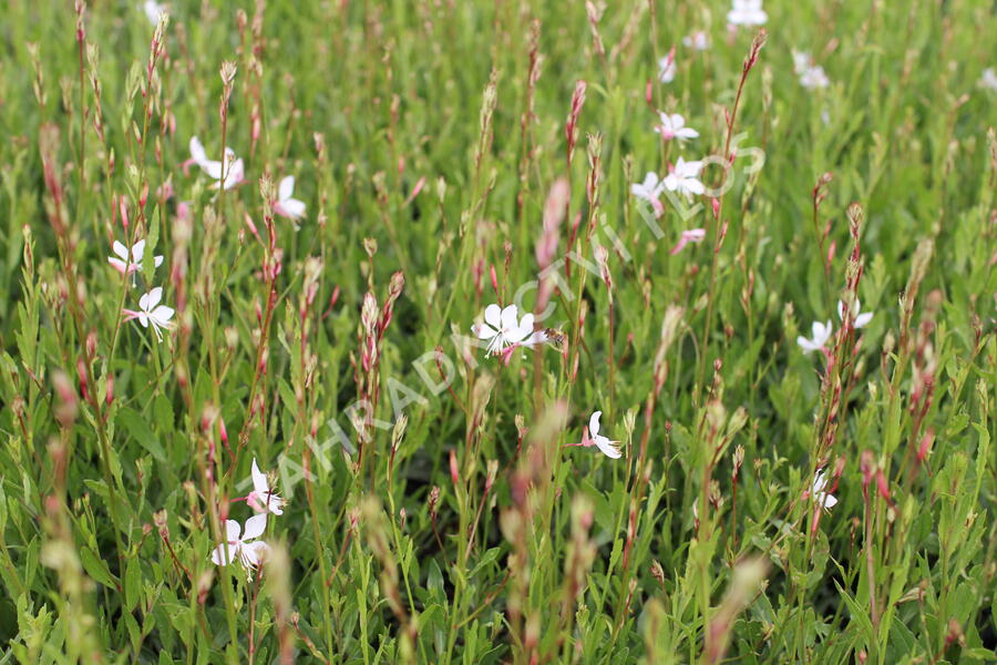 Svíčkovec - Gaura lindheimeri