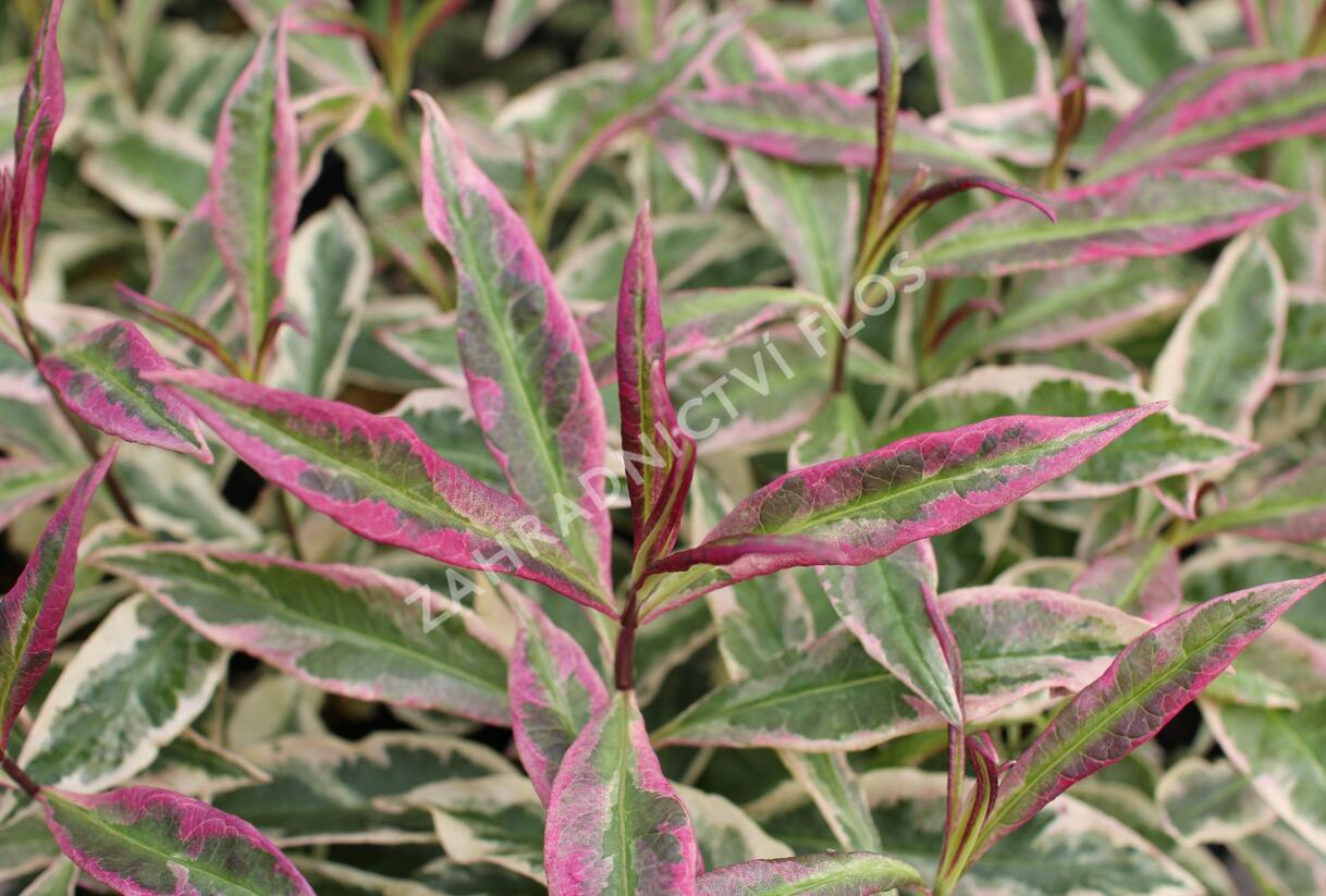 Plamenka latnatá 'Olympia' - Phlox paniculata 'Olympia'