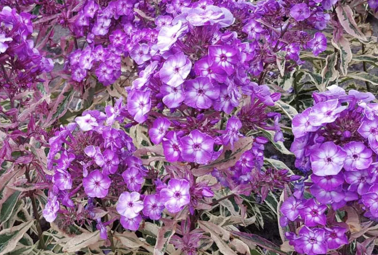 Plamenka latnatá 'Olympia' - Phlox paniculata 'Olympia'