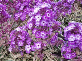 Plamenka latnatá 'Olympia' - Phlox paniculata 'Olympia'