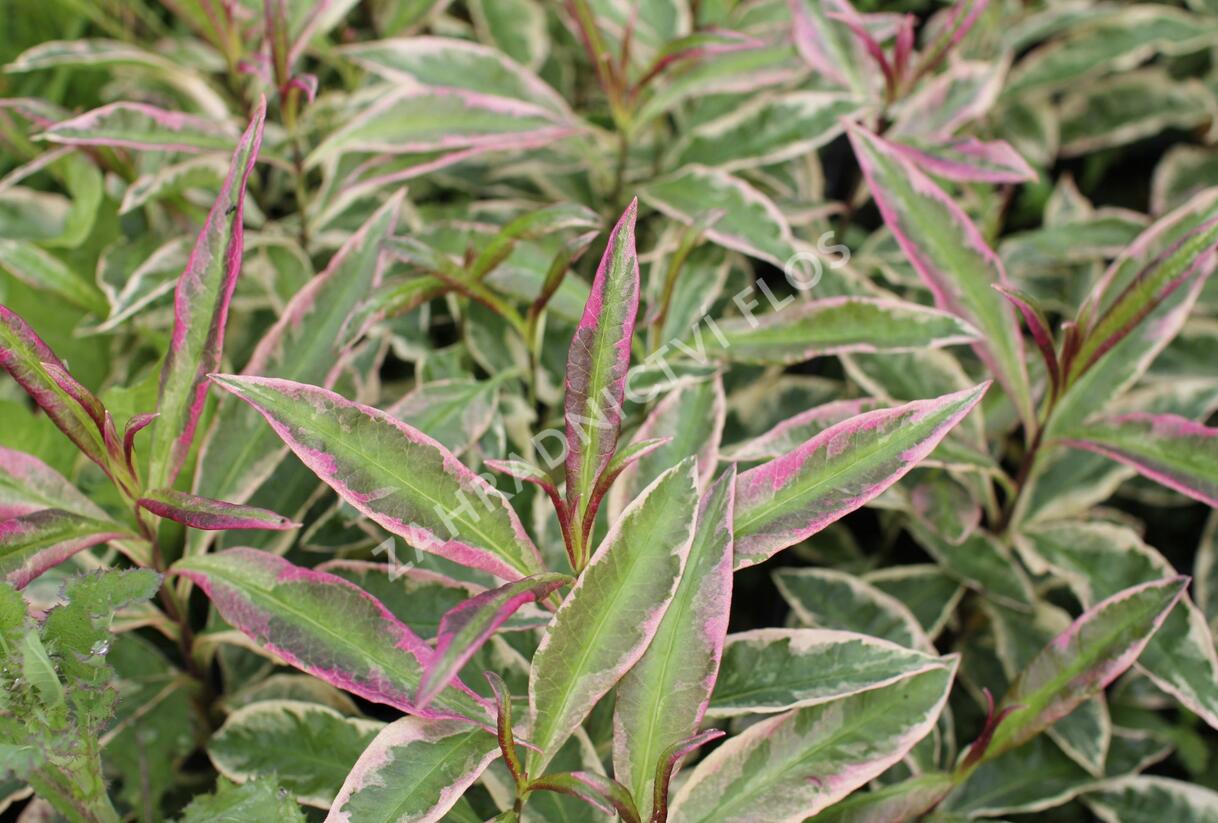 Plamenka latnatá 'Olympia' - Phlox paniculata 'Olympia'