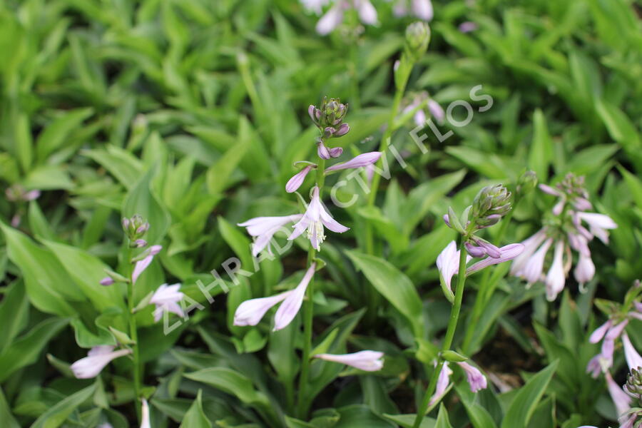 Bohyška 'Green Bag' - Hosta 'Green Bag'