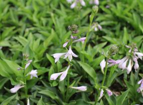 Bohyška 'Green Bag' - Hosta 'Green Bag'