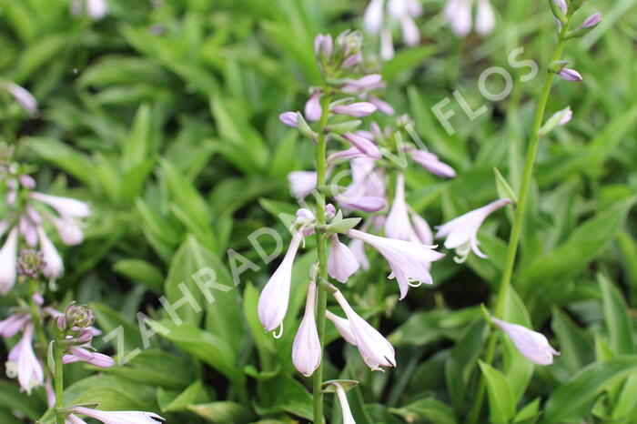 Bohyška 'Green Bag' - Hosta 'Green Bag'