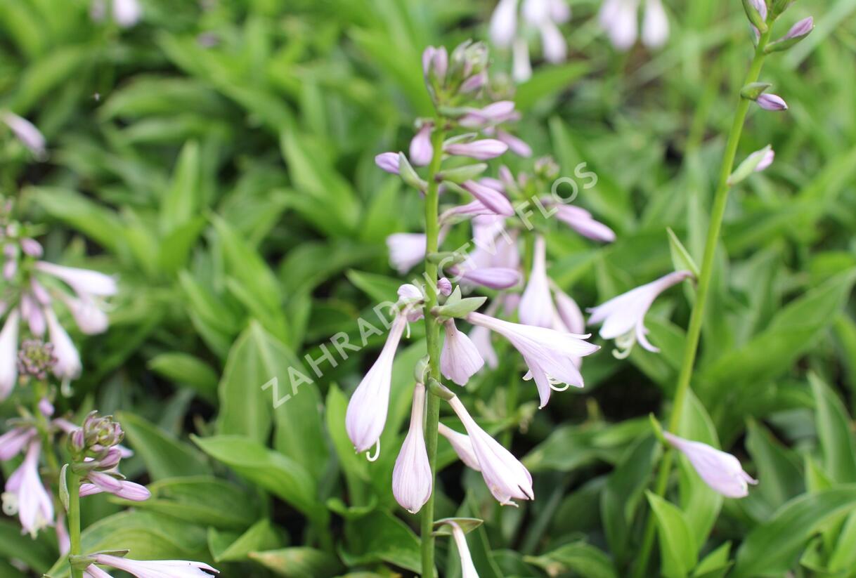 Bohyška 'Green Bag' - Hosta 'Green Bag'