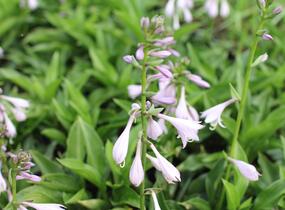 Bohyška 'Green Bag' - Hosta 'Green Bag'