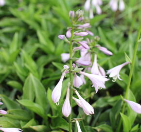Bohyška 'Green Bag' - Hosta 'Green Bag'
