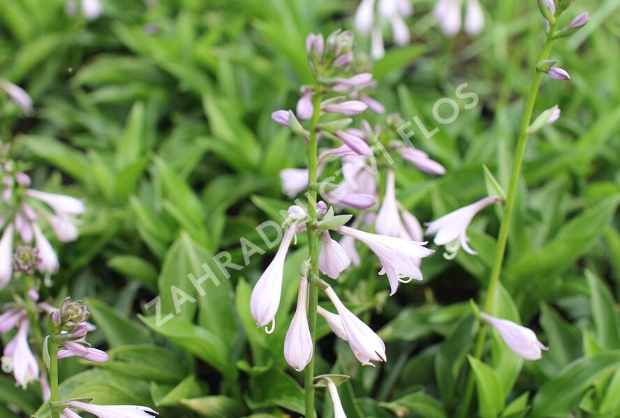 Bohyška 'Green Bag' - Hosta 'Green Bag'