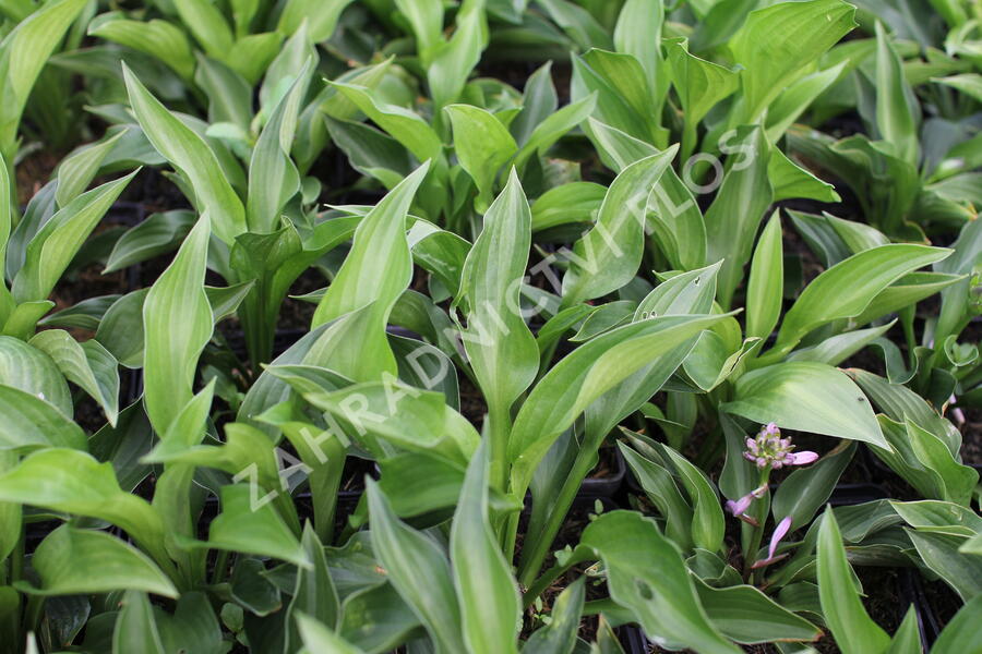 Bohyška 'Green Bag' - Hosta 'Green Bag'