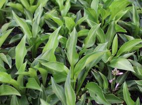 Bohyška 'Green Bag' - Hosta 'Green Bag'