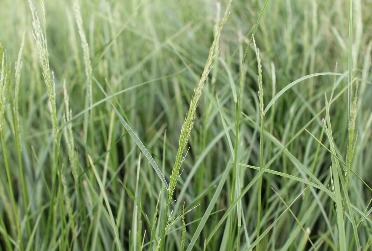 Metlice trsnatá 'Tardiflora' - Deschampsia caespitosa 'Tardiflora'