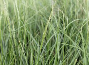 Metlice trsnatá 'Tardiflora' - Deschampsia caespitosa 'Tardiflora'