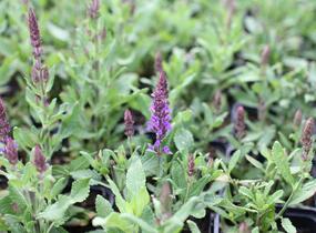 Šalvěj hajní 'Salute Navy Blue' - Salvia nemorosa 'Salute Navy Blue'