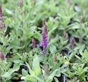 Šalvěj hajní 'Salute Navy Blue' - Salvia nemorosa 'Salute Navy Blue'