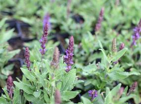 Šalvěj hajní 'Salute Navy Blue' - Salvia nemorosa 'Salute Navy Blue'