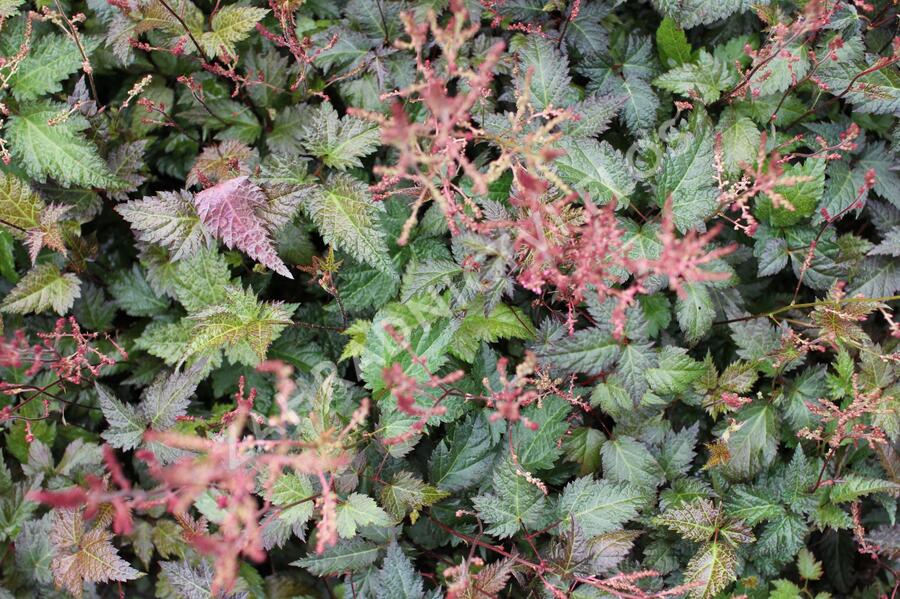 Čechrava 'Dunkellachs' - Astilbe simplicifolia 'Dunkellachs'
