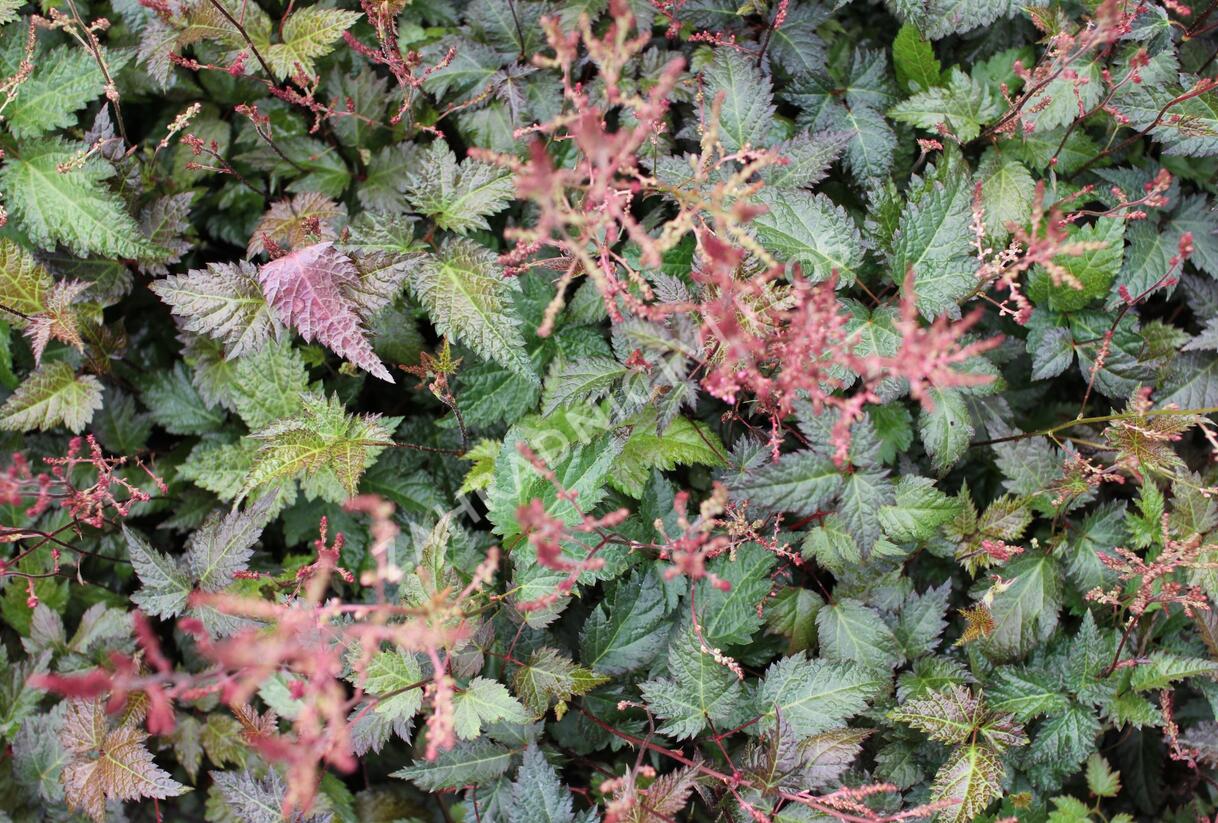 Čechrava jednoducholistá 'Dunkellachs' - Astilbe simplicifolia 'Dunkellachs'