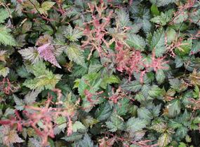 Čechrava jednoducholistá 'Dunkellachs' - Astilbe simplicifolia 'Dunkellachs'