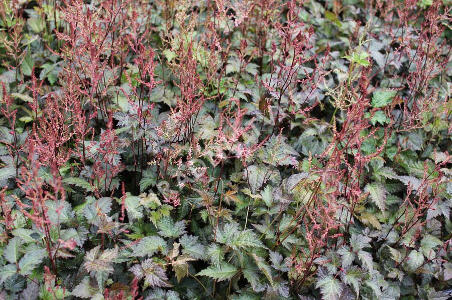 Čechrava 'Dunkellachs' - Astilbe simplicifolia 'Dunkellachs'