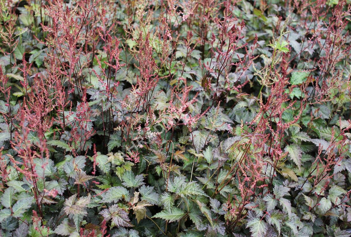 Čechrava jednoducholistá 'Dunkellachs' - Astilbe simplicifolia 'Dunkellachs'