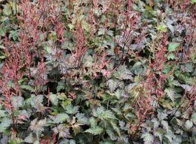 Čechrava jednoducholistá 'Dunkellachs' - Astilbe simplicifolia 'Dunkellachs'