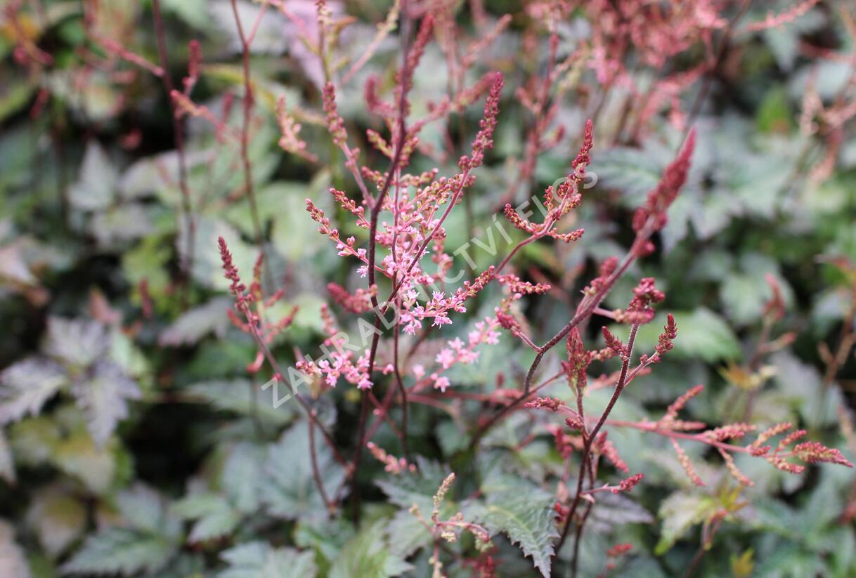Čechrava jednoducholistá 'Dunkellachs' - Astilbe simplicifolia 'Dunkellachs'