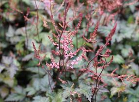 Čechrava jednoducholistá 'Dunkellachs' - Astilbe simplicifolia 'Dunkellachs'