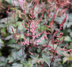 Čechrava 'Dunkellachs' - Astilbe simplicifolia 'Dunkellachs'