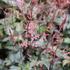 Astilbe simplicifolia 'Dunkellachs'.JPG