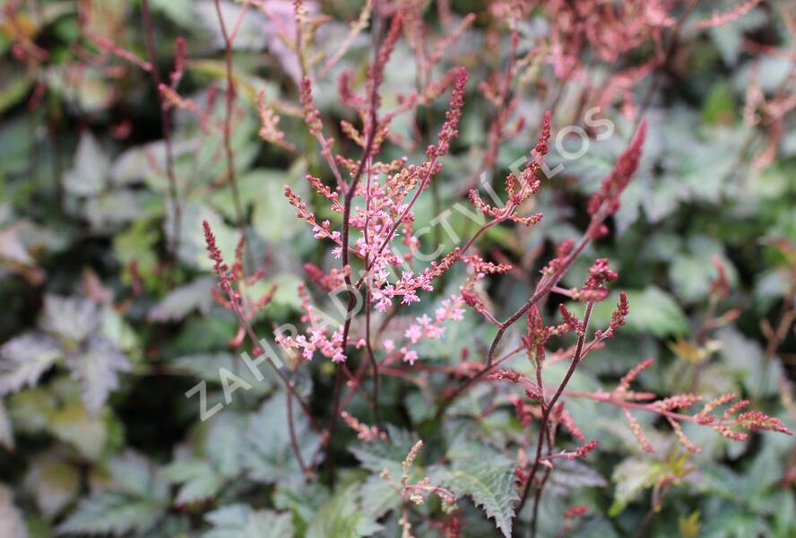 Čechrava jednoducholistá 'Dunkellachs' - Astilbe simplicifolia 'Dunkellachs'