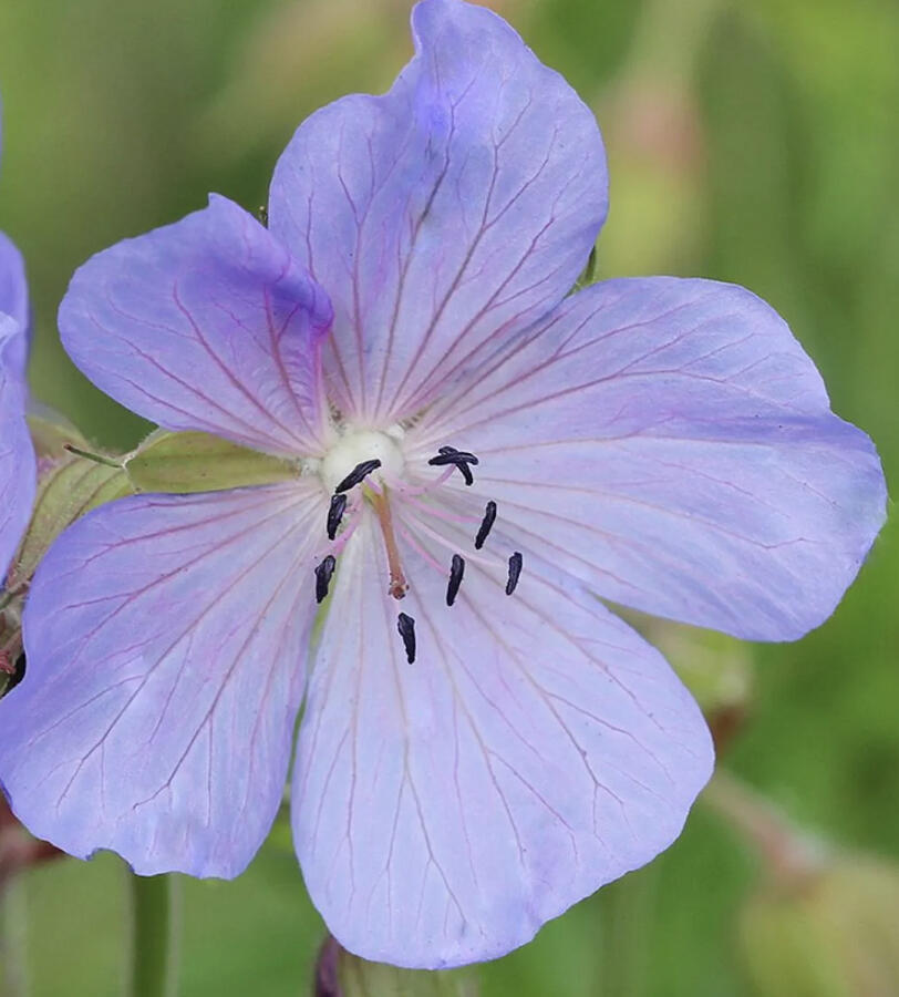 Kakost luční 'Victor Reiter Jr.' - Geranium pratense 'Victor Reiter Jr.'