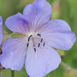 Kakost luční 'Victor Reiter Jr.' - Geranium pratense 'Victor Reiter Jr.'