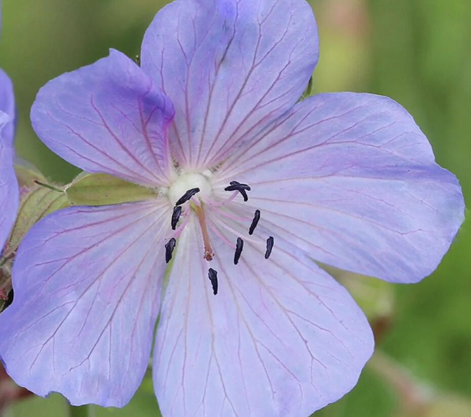 Kakost luční 'Victor Reiter Jr.' - Geranium pratense 'Victor Reiter Jr.'