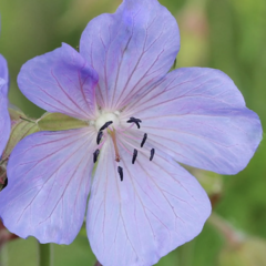Kakost luční 'Victor Reiter Jr.' - Geranium pratense 'Victor Reiter Jr.'