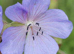 Kakost luční 'Victor Reiter Jr.' - Geranium pratense 'Victor Reiter Jr.'