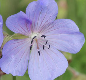 Kakost luční 'Victor Reiter Jr.'