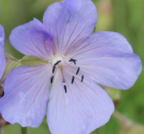 Kakost 'Victor Reiter Jr.' - Geranium 'Victor Reiter Jr.'