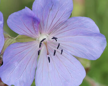 Kakost luční 'Victor Reiter Jr.'