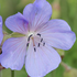 Geranium 'Victor Reiter Jr.'.png