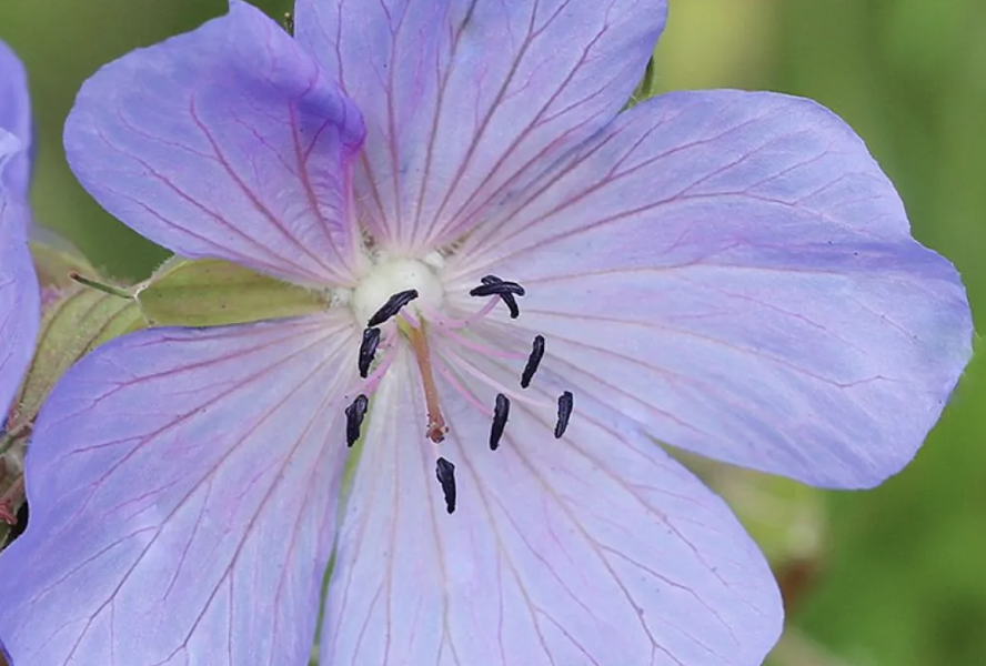 Kakost luční 'Victor Reiter Jr.' - Geranium pratense 'Victor Reiter Jr.'