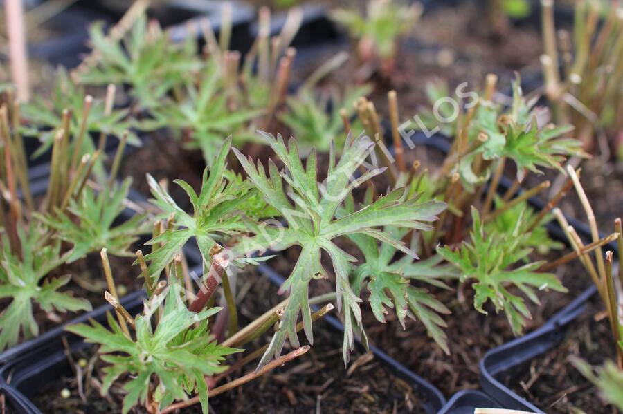 Kakost luční 'Victor Reiter Jr.' - Geranium pratense 'Victor Reiter Jr.'
