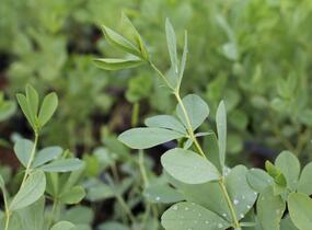 Baptisie 'Indigo Skies' - Baptisia 'Indigo Skies'
