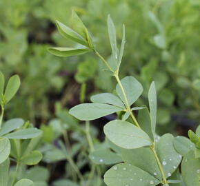 Baptisie 'Indigo Skies' - Baptisia 'Indigo Skies'