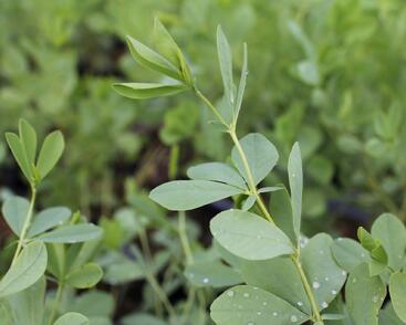 Baptisie 'Indigo Skies'