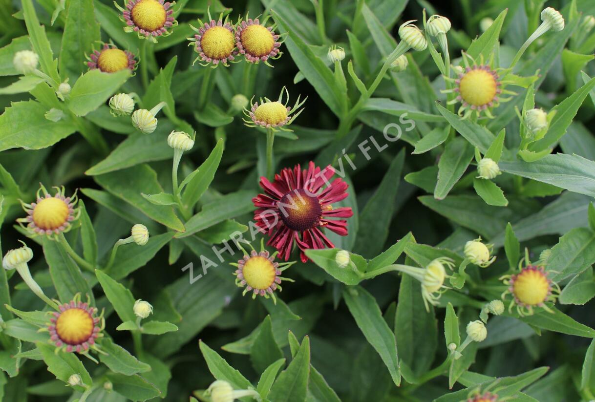Záplevák podzimní 'Mariach MT Siesta' - Helenium autumnale 'Mariachi MT Siesta'