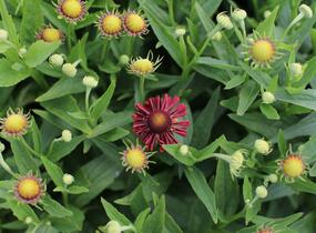 Záplevák podzimní 'Mariach MT Siesta' - Helenium autumnale 'Mariachi MT Siesta'