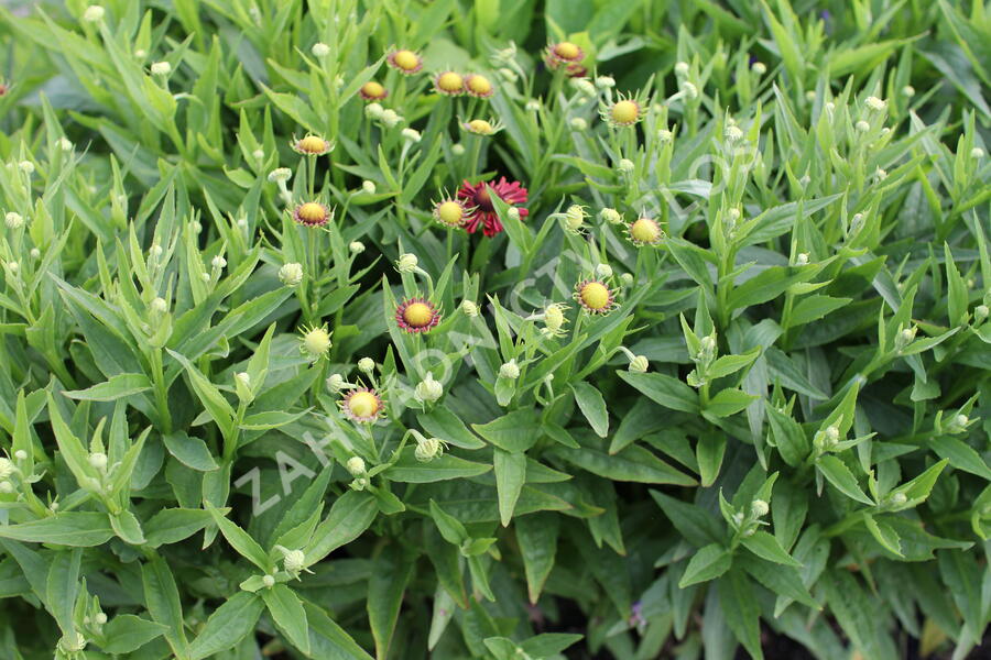 Záplevák podzimní 'Mariach MT Siesta' - Helenium autumnale 'Mariachi MT Siesta'