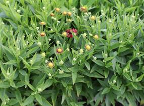 Záplevák podzimní 'Mariach MT Siesta' - Helenium autumnale 'Mariachi MT Siesta'