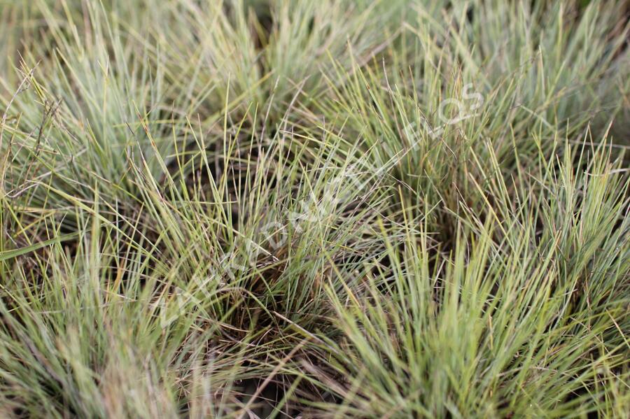 Kostřava popelavá 'Golden Toupee' - Festuca glauca 'Goulden Toupee'